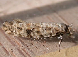 Speckled Xylesthia 